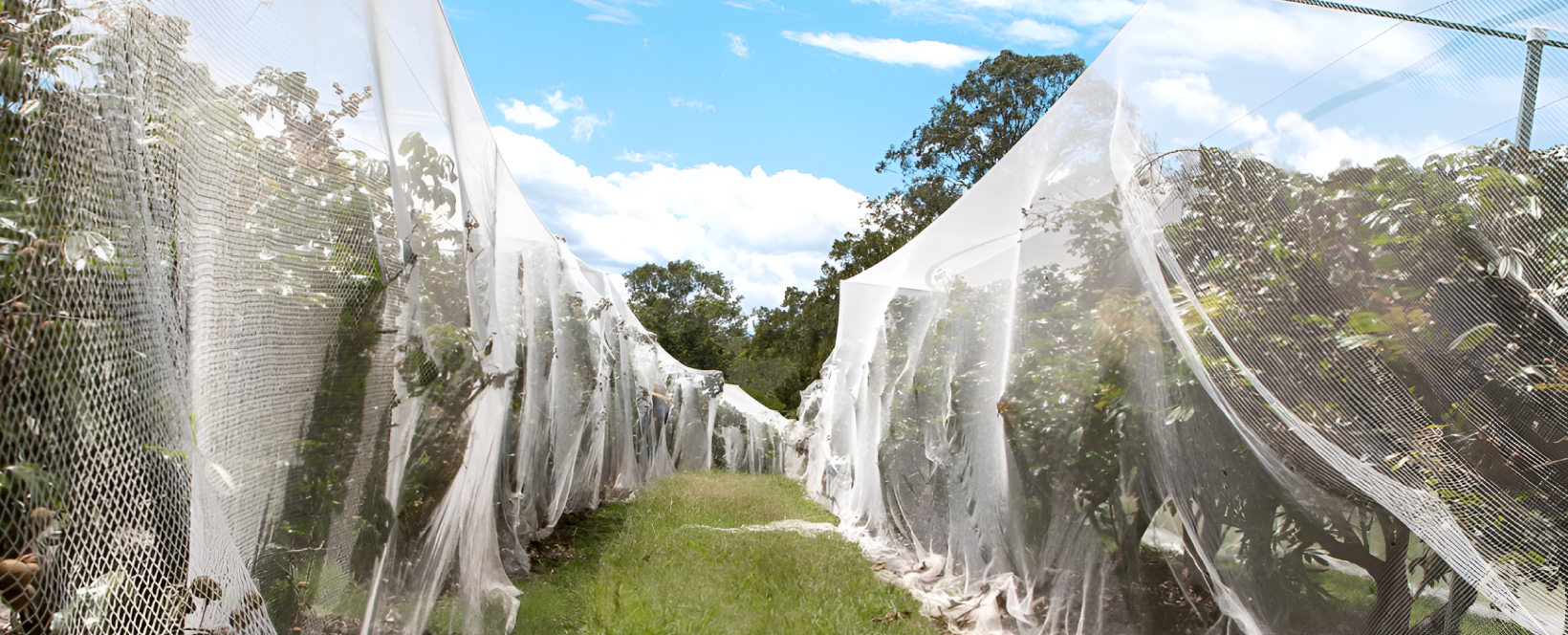 Bird Netting Service