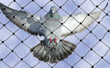 Bird Netting Service